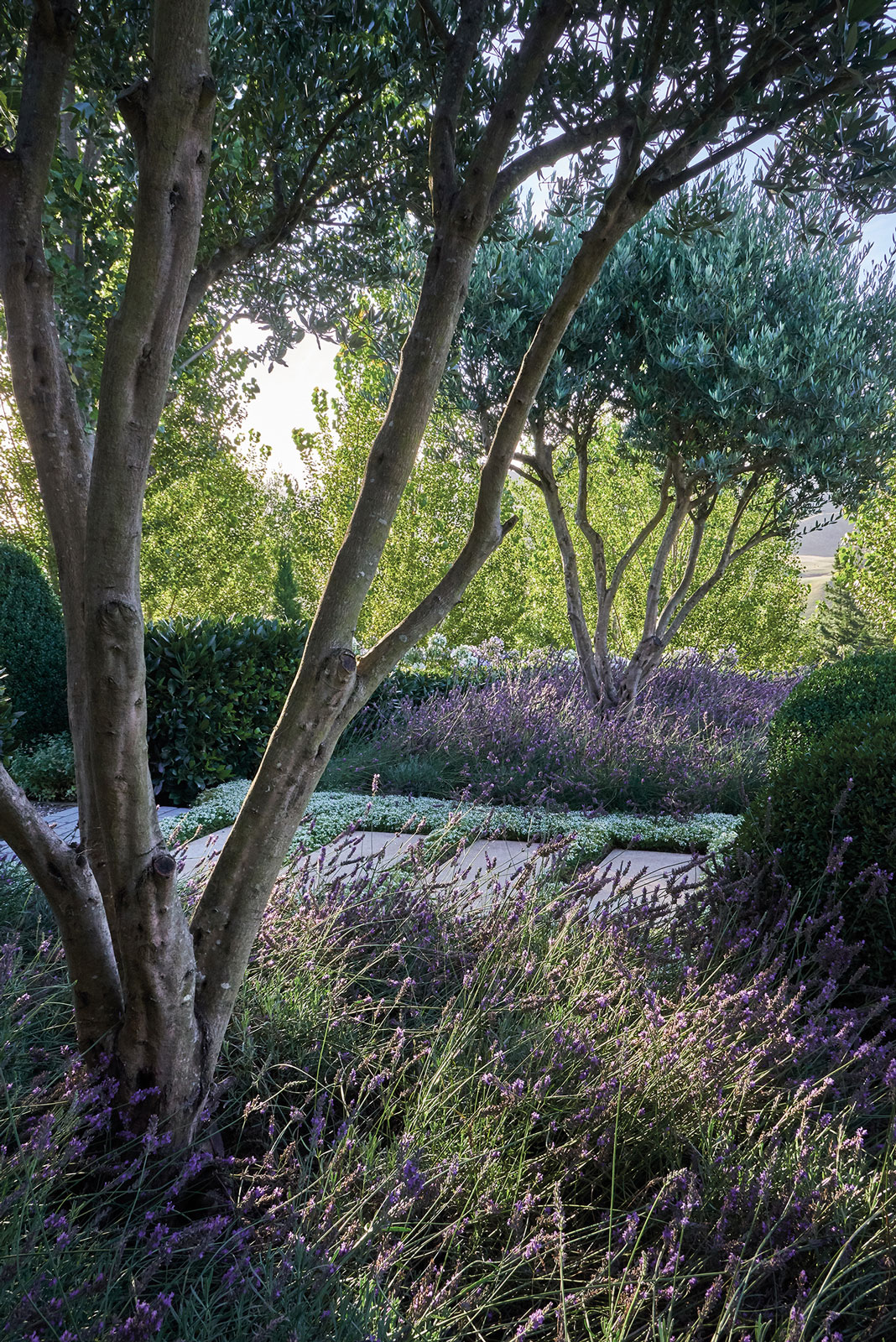 Tahuna, Hawke's Bay. Landscape design by Suzanne Turley Landscapes