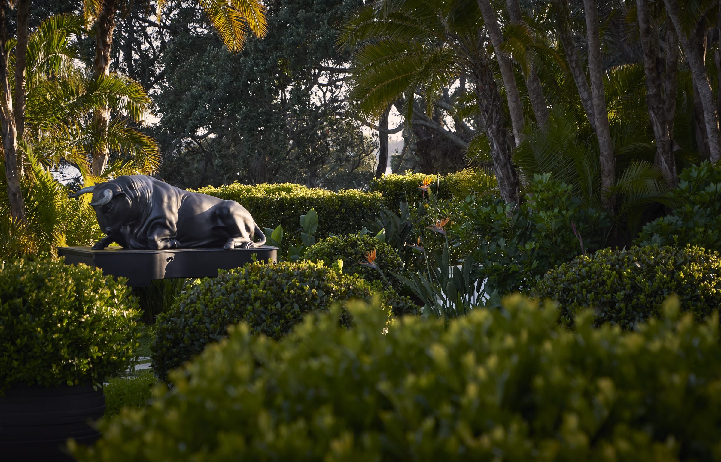 Cremorne, Auckland. Landscape design by Suzanne Turley Landscapes