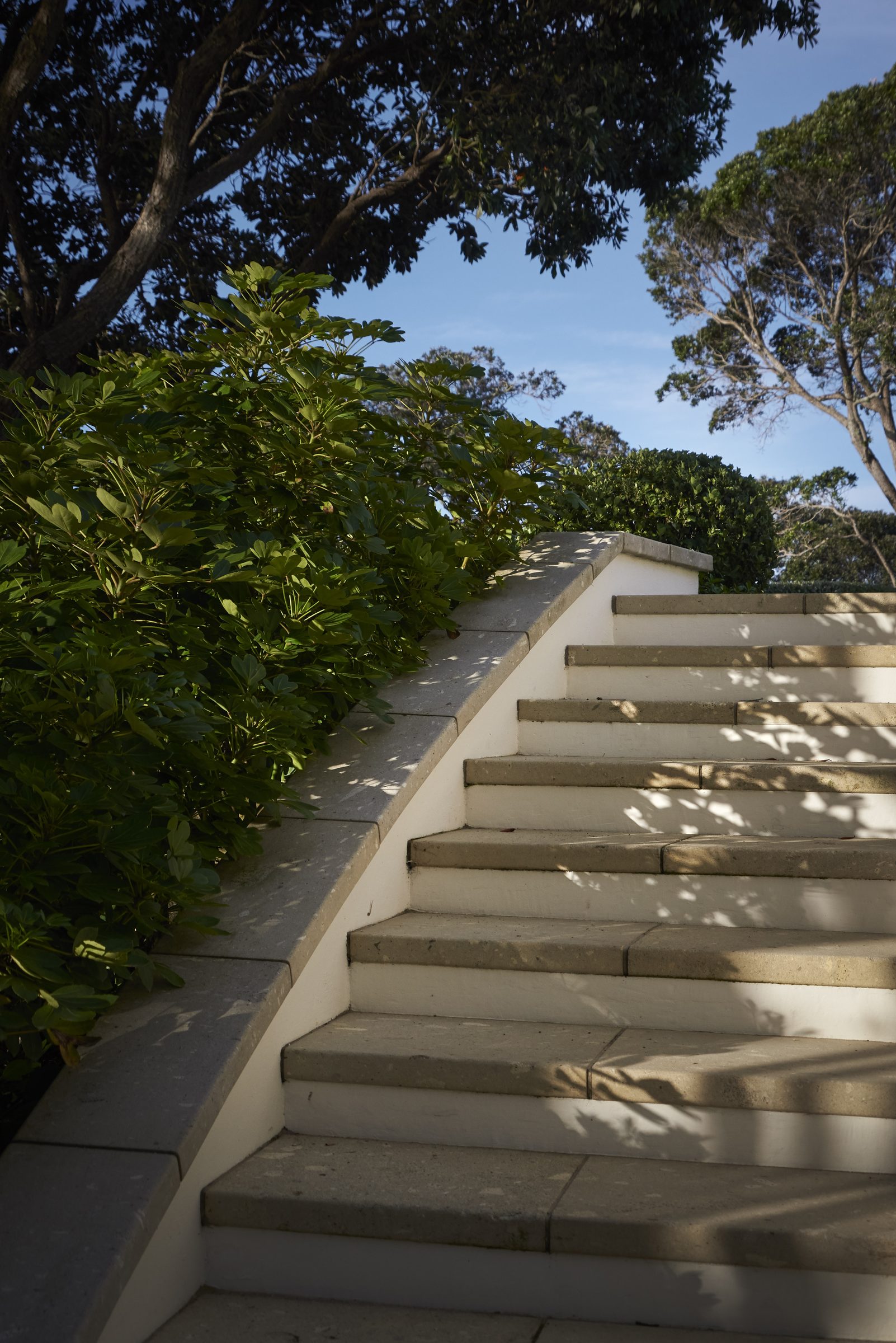 Cremorne, Auckland. Landscape design by Suzanne Turley Landscapes