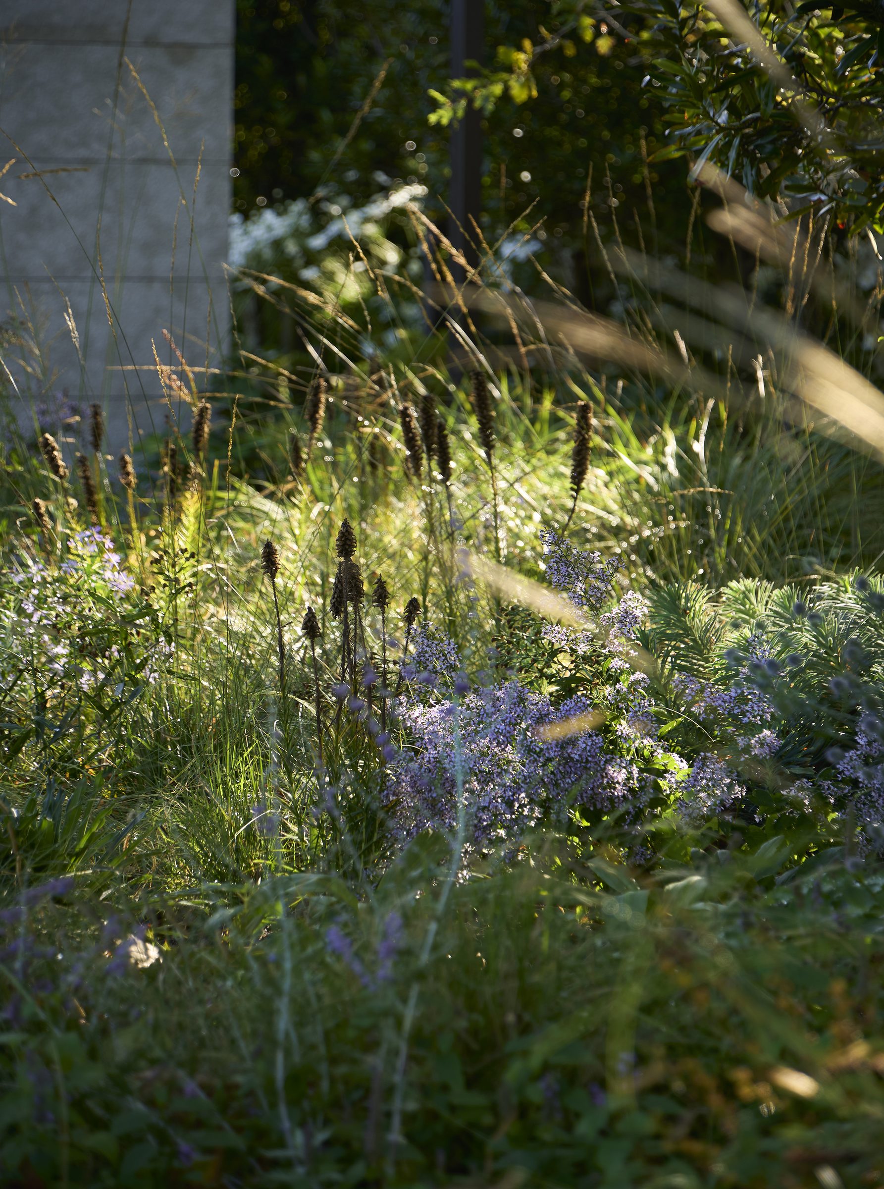 Garden House, Auckland. Landscape design by Suzanne Turley Landscapes