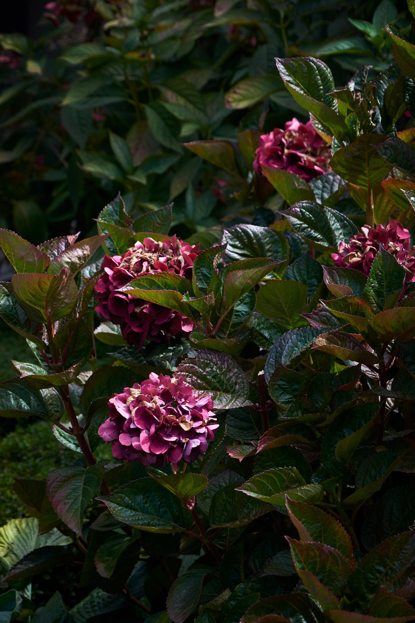 Paretai, Hawke's Bay. Landscape design by Suzanne Turley Landscapes