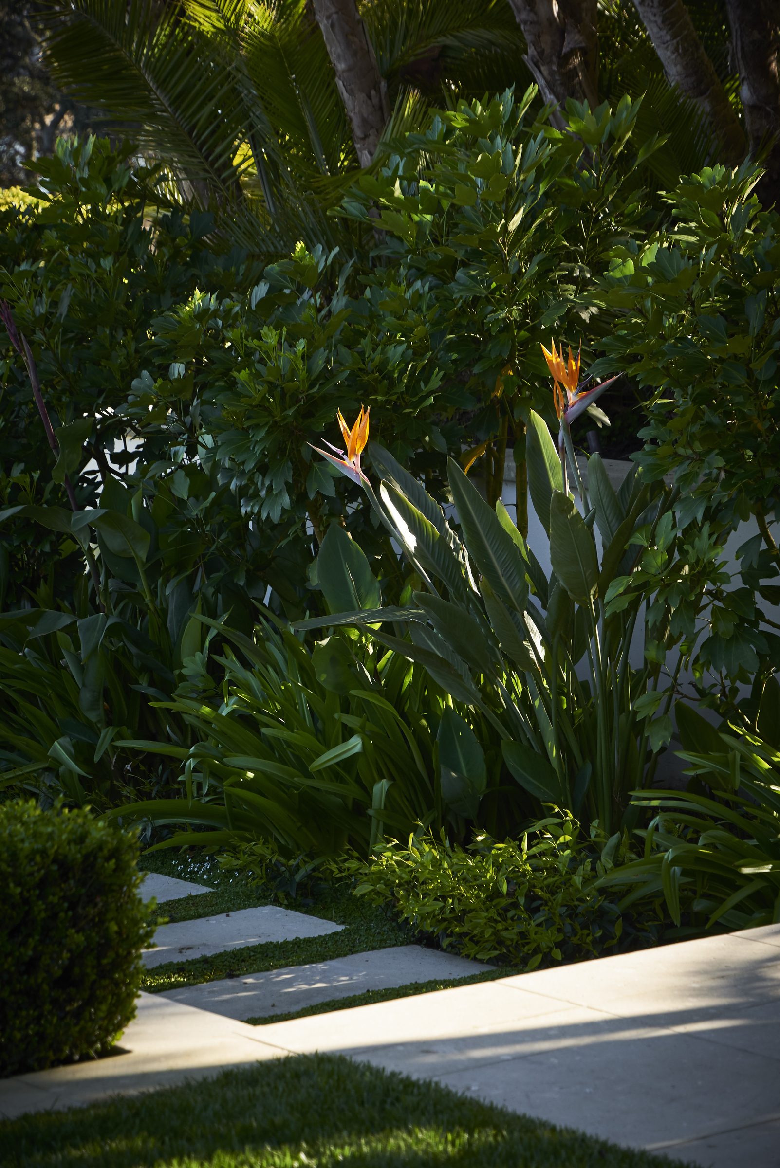 Cremorne, Auckland. Landscape design by Suzanne Turley Landscapes