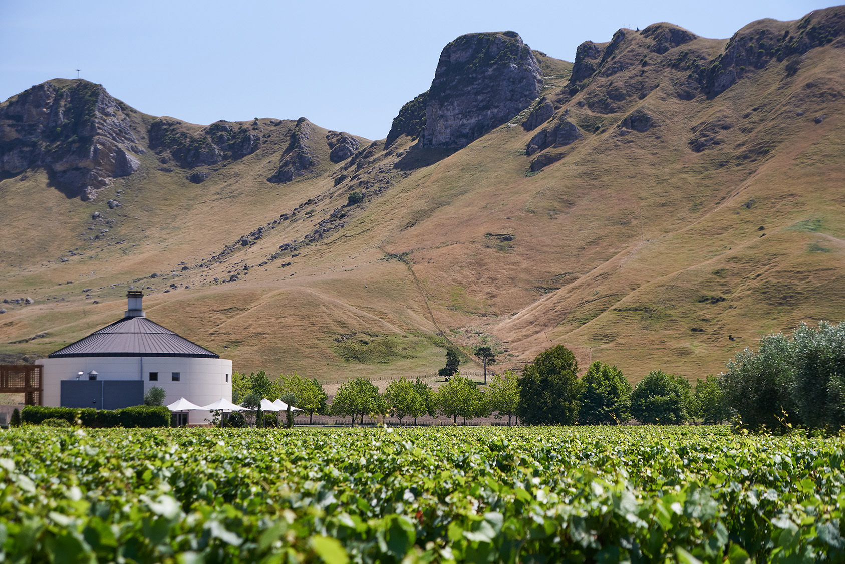 Craggy Range, Hawke's Bay. Landscape design by Suzanne Turley Landscapes