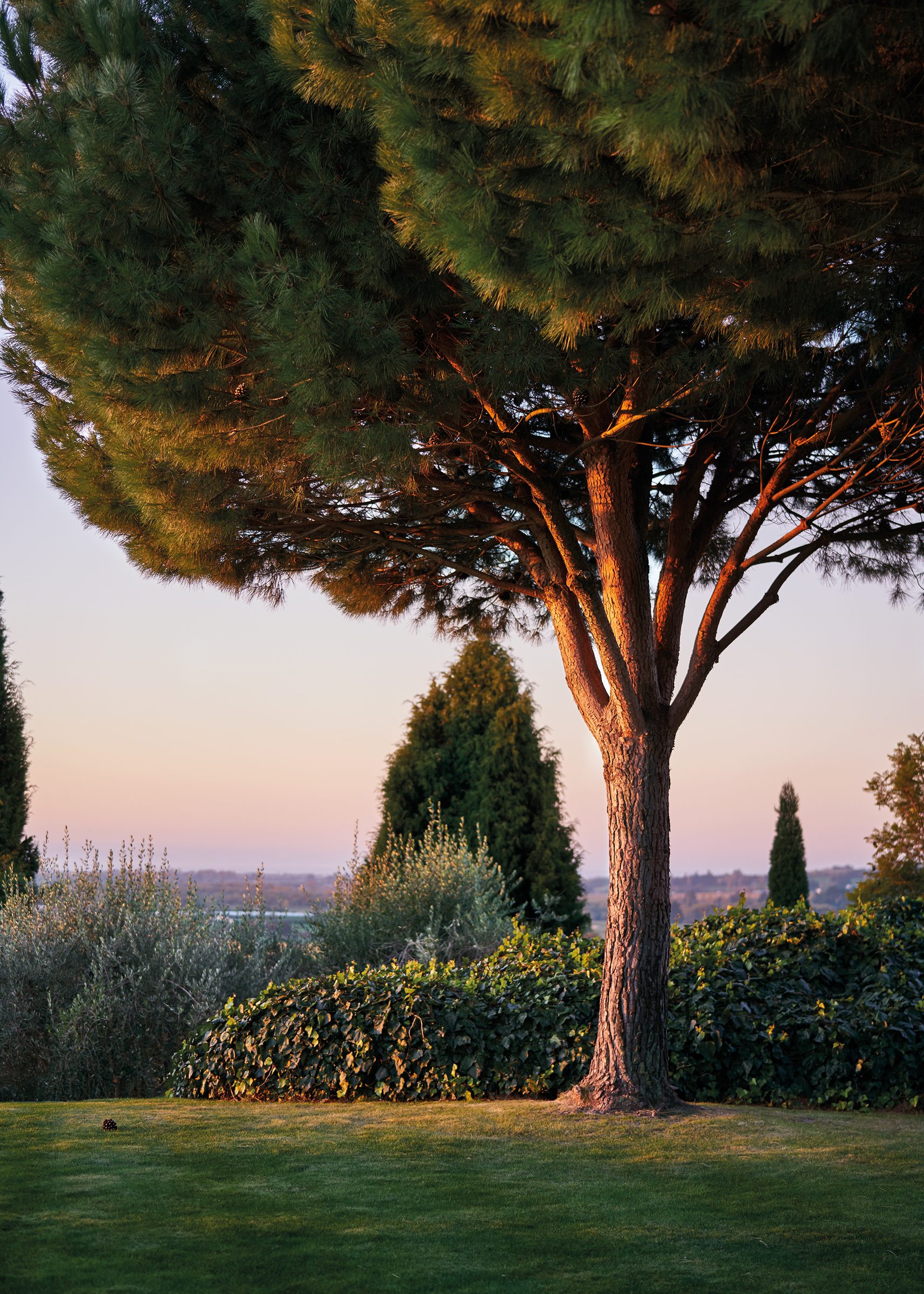 Garden designed by Suzanne Turley Landscapes