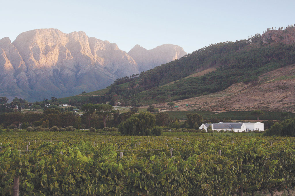 Grand Provence, Franschhoek Valley. Landscape design by Suzanne Turley Landscapes