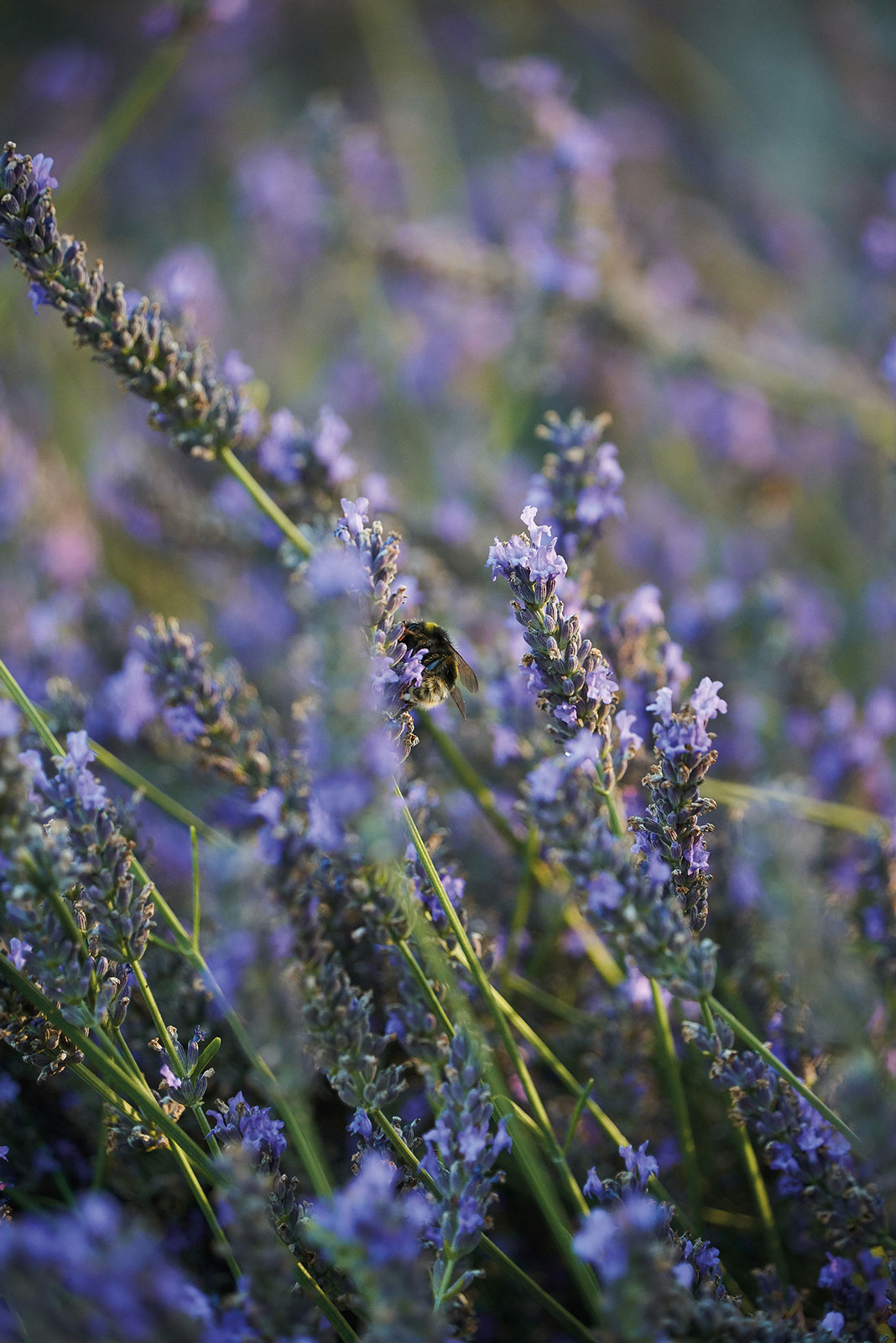 Tahuna, Hawke's Bay. Landscape design by Suzanne Turley Landscapes