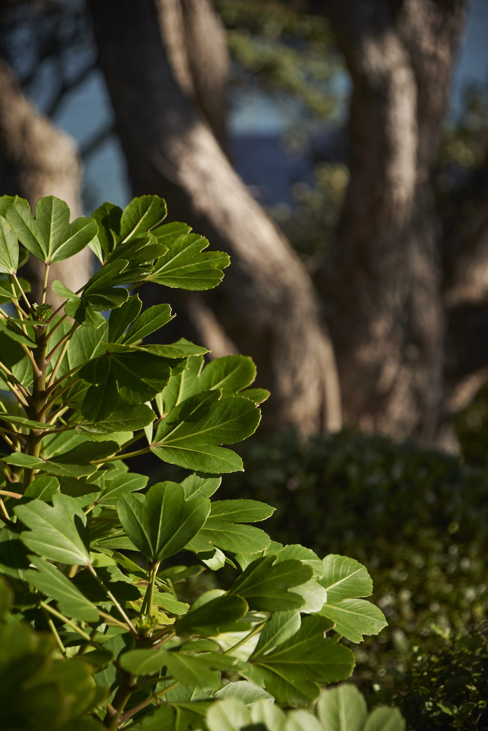 Cremorne, Auckland. Landscape design by Suzanne Turley Landscapes
