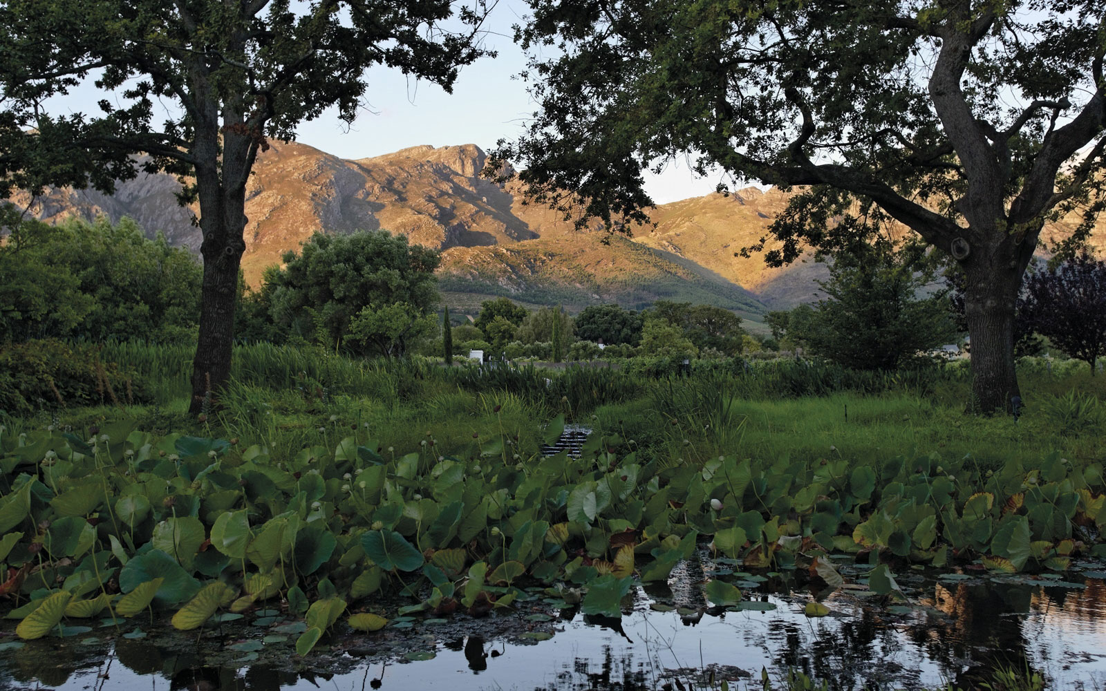 Grand Provence, Franschhoek Valley. Landscape design by Suzanne Turley Landscapes