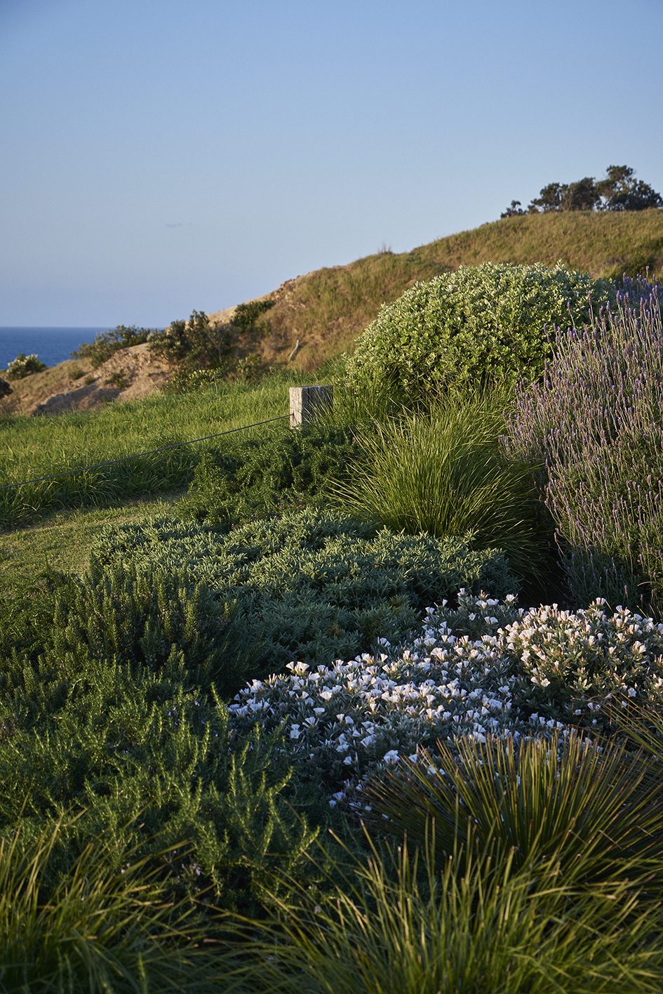 Island Retreat, Waiheke Island. Landscape design by Suzanne Turley Landscapes