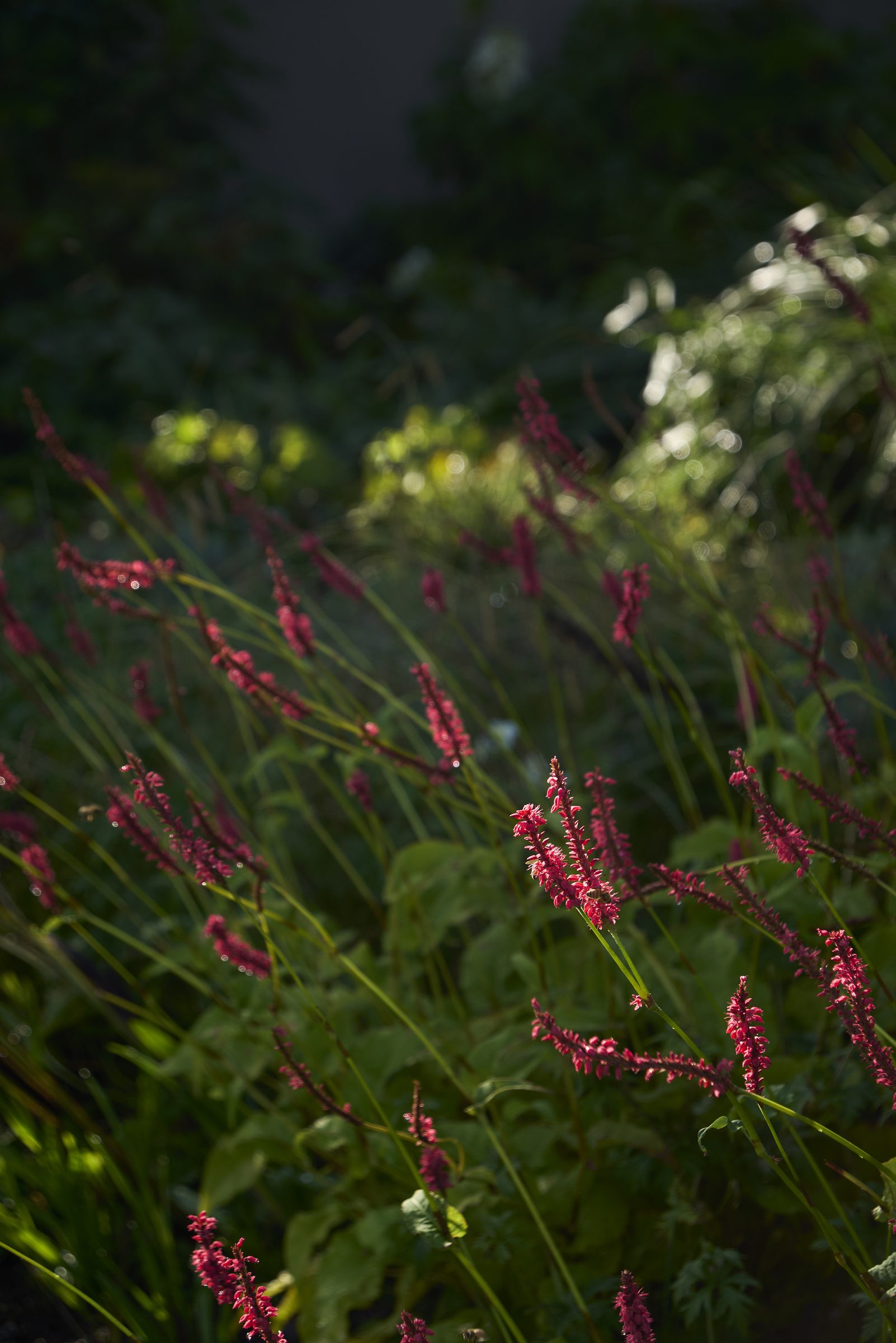 Garden House, Auckland. Landscape design by Suzanne Turley Landscapes