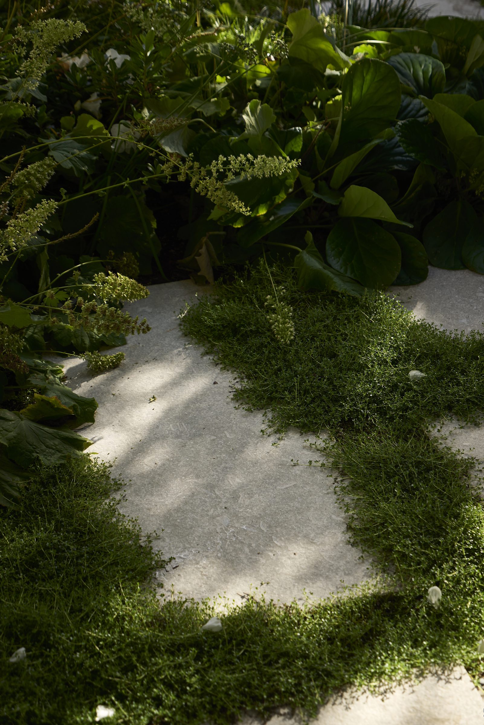 Garden House, Auckland. Landscape design by Suzanne Turley Landscapes